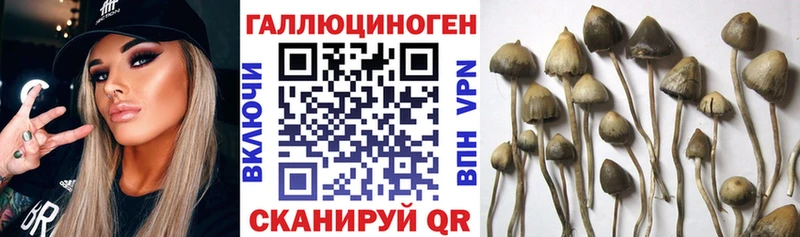 Купить закладки  Лесосибирск  Псилоцибиновые грибы Magic Shrooms 
